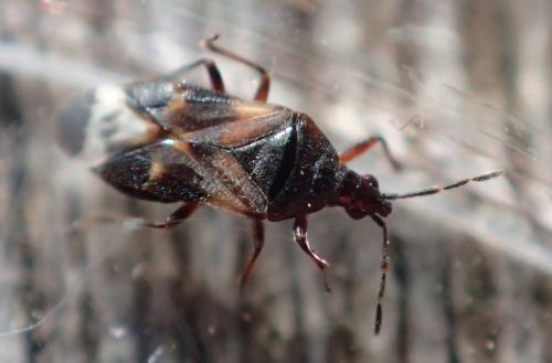 Réf. 209 548 : Anthocoris nemoralis
